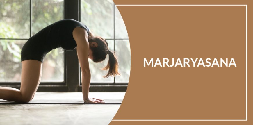 11 Benefits Of Marjaryasana (Cat Pose)